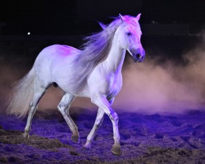 horse