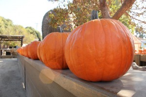 PumpkinRow