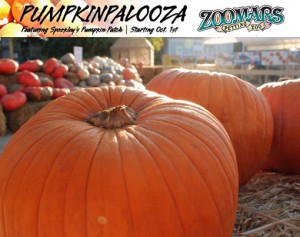 Zoomars Petting Zoo Pumpkin Patch